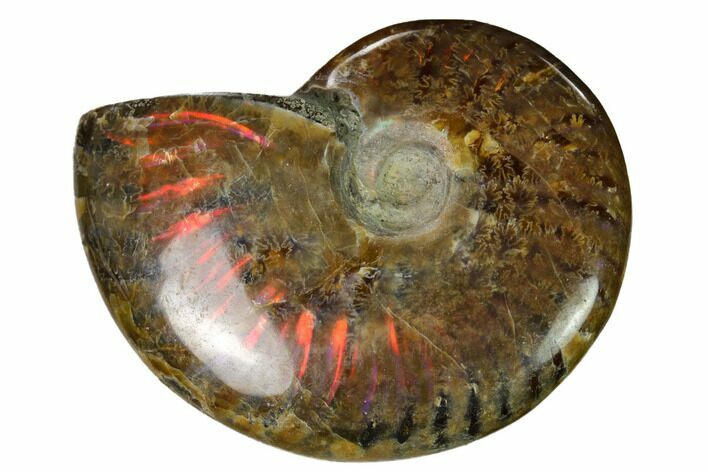 Red Flash Ammonite Fossil - Madagascar #151641